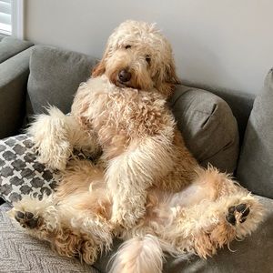 Meet your Posher, Tim